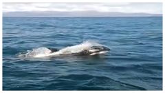 Os recentes ataques de candorcas a veleros puxeron a este animal de actualidade.