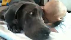 V�deo de los mimos entre un gran dan�s y un beb�