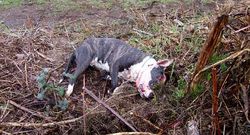 El animal recibi� un tiro en la cabeza, probablemente a bocajarro.