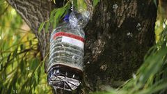 Trampa casera para velutina con un atrayente a base de cerveza negra, vino blanco, zumo de arndanos y azcar