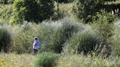 La maleza existente en las parcelas de O Bert�n ya supera la altura de los viandantes