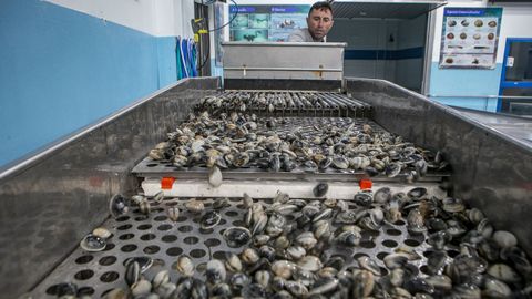 Almeja en la m�quina clasificadora en la lonja de Agui�o