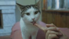 �Te animas a�ayudar a uno�de estos gatitos?