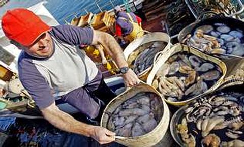 Las descargas de pulpo en Porto do Son se mantienen en los niveles ms elevados.