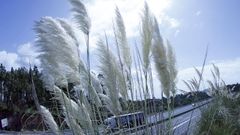 Los plumachos son plantas r�sticas, bien adaptadas a las temperaturas extremas y a la sequ�a. En Barbanza, el contorno de la AG-11 est� muy colonizado por la especie.