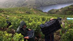 El tradici�n paisaje vit�cola es uno de los rasgos caracter�sticos del territorio. En la imagen, vendimia en un vi�edo de la subzona de Amandi (en Sober)