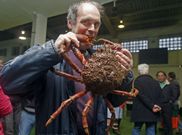 El patr�n mayor de O Grove bromea con una centolla en la lonja meca. 