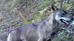 Im�genes de la fauna salvaje de la sierra de O Courel