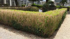 Mar�n logra frenar la plaga que devasta los setos de boj