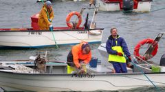 Mariscadores de Ribeira en el banco de O Touro cogiendo almeja babosa