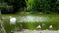 Aves en el Parque de Isabel la Cat�lica