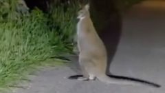 Un marsupial aparece en Oia en medio de la carretera