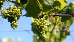 Vi�edos de uva de albari�o
