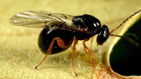 AVESPI�A DO CASTI�EIRO. Medio Rural ha liberado este a�o 133.000 ejemplares de �Torimus sinensis�, el par�sito depredador natural del insecto que ataca al casta�o. Es la lucha biol�gica.