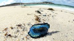 Miles de medusas ti�en de azul la playa de Laxe