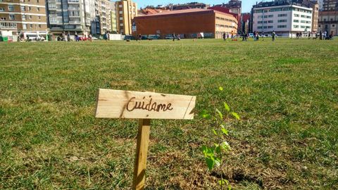 Quedada de vecinos en el Solarn de Gijn para plantar abedules