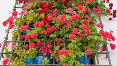 Los geranios son una flor ideal para el verano pues soportan altas temperaturas y la escasez de agua