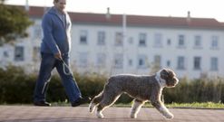 El gobierno quiere que los perros puedan pasear libres en los jardines al mediod�a y de noche. 