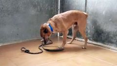 Louxor, el perro franc�s que ha aparecido en Oviedo 