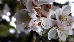 Los manzanos que a�n est�n en flor es mejor no tratarlos para evitar da�os en los polinizadores