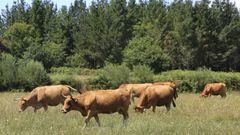 El ganado vacuno de carne est presente de manera especial en comarcas de Lugo.