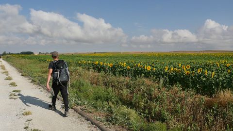 Una estampa de la ruta francesa entre girasoles, cerca de Poblado del Camino. Una etapa llana, pero con mucho viento