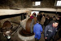 Demostraci�n de c�mo se elabora el aceite.