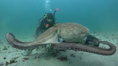 Una de las fotos proporcionadas por Octolarvae este 10 de agosto sobre la liberaci�n de un pulpo en el parque natural de las islas C�es, parte del proyecto Ecosuma