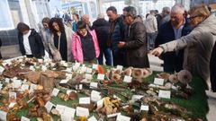 Feira de fungos e cogomelos de As Pontes