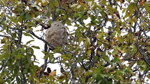 La plaga de la avispa velutina, imparable