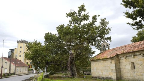 Carballo de Santa Margarita, en Mourente (Pontevedra)