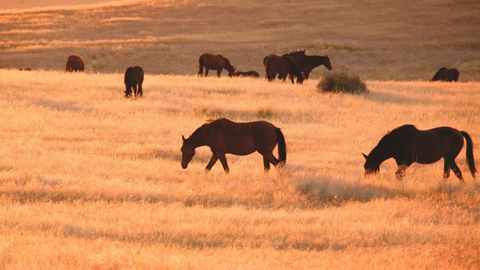 Los caballos salvajes del desierto de Namibia son una de las especies amenazadas: hienas y sequas los han reducido a solo 74 ejemplares.