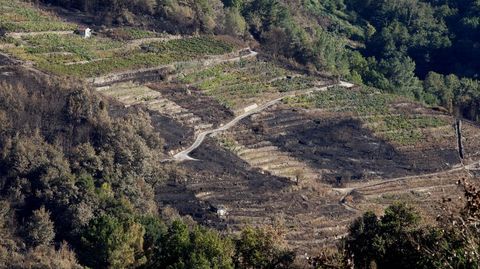 Vias quemadas en Horts, en la parroquia de Anllo (Sober)