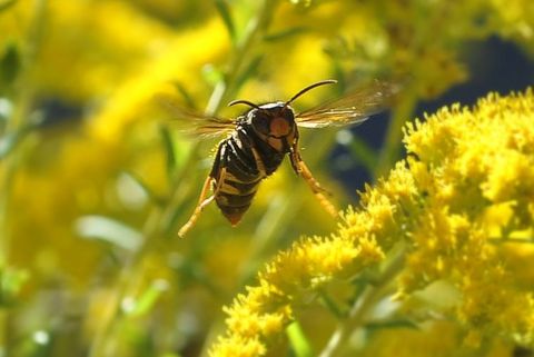 Avispas devoran la fruta. 