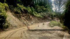 Un aspecto de las obras de reforma que se ejecutan en la carretera LU-651, en el tramo situado entre Ferrer�a Vella y Seoane