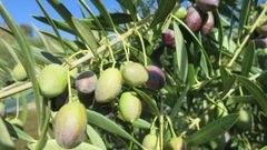 Aceitunas en un olivar de la parroquia quiroguesa de Bendollo