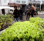 En Mondo�edo hay Domingos Frescos.