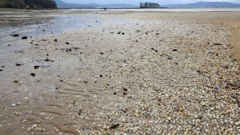 Playa de Ma��ns, marisco muerto