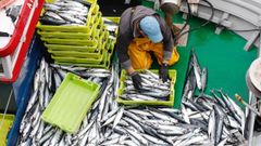 Desembarco de xarda en la lonja de Burela, en una imagen de archivo