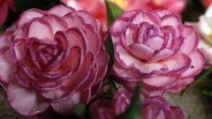 Certamen de la camelia en San Vicente