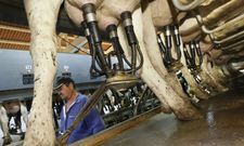 En Frades hay diez mil vacas productoras de leche repartidas en 230 explotaciones. 