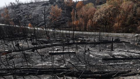 Los colegios quieren transformar la imagen de devastación que impacta en los alumnos en proyectos positivos de concienciación