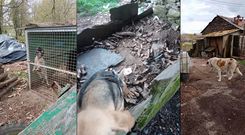 Condiciones en las que viven los animales de Guitiriz