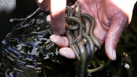 Miocas capturadas por la asociacin de mariscadores de Redondela, en una foto del pasado agosto