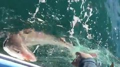 Marineros de Porto do Son liberan un tibur�n atrapado en una red
