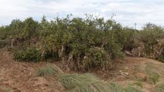 Destrozos en un campo de naranjos en la zona cero