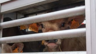 Imagen de archivo de un ternero en el mercado de Amio