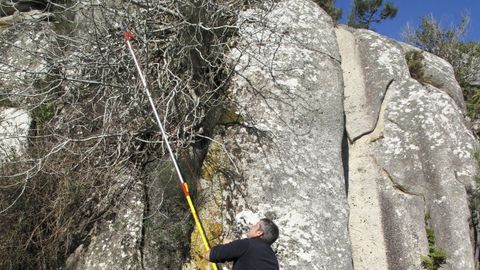 <span lang= gl >Imaxe d&aacute; retirada dunha mostra d&aacute; Figueira do Meco para tentar a s&uacute;a clonaci&oacute;n non ano 2017</span>