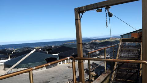Filtro para retirar algas en la piscifactor�a