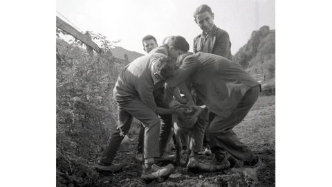 Alambrando el gochu. Caso, 1965